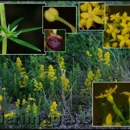 Sanziene galbene-Galium verum - Img 2