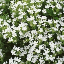 Saponaria Vaccaria mix - Img 4