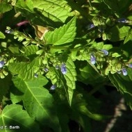 Scutellaria lateriflora-Gura lupului - Img 3