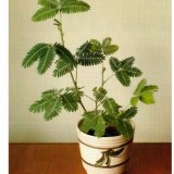 Sensitiva-Mimosa pudica - Img 4