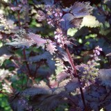Shiso red