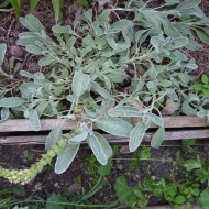 Sideritis Syriaca-Mountain tea
