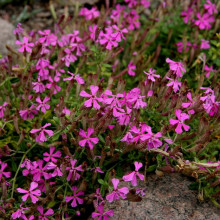 Silene Schafta Splendens