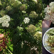 Soc-Sambucus nigra