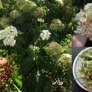 Soc-Sambucus nigra - Img 2