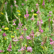 Sparceta-Onobrychis Viciifolia