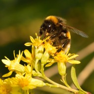 Splinuta-Solidago Virgaurea