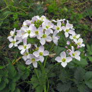 Stupitul Cucului-Cardamine Pratensis