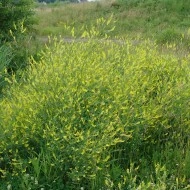Sulfina-Melilotus officinalis - Img 3