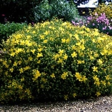 Sunatoare decorativa-Hypericum Monserianum - Img 4