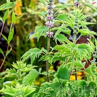 Talpa gastei-Leonurus cardiaca Grobbebol