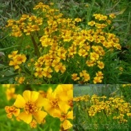 Tarhon Mexican-Tagetes Lucida - Img 1