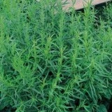 Tarhonul (Artemisia dracunculus)