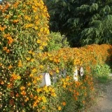 Thunbergia alata mix-Suzana cu ochi negrii - Img 4