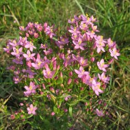 Tintaura-Centaurium erythraea