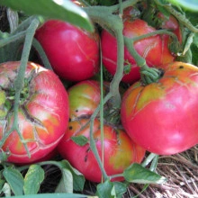 Tomate Brandywine Pink - Img 3