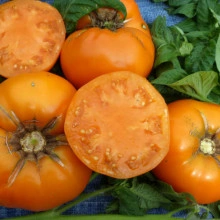 Tomate Brandywine Yellow