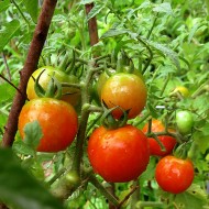 Tomate Buzau 22