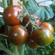 Tomate cherry Black Zebra