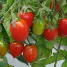 Tomate cherry Crovarese - Img 3