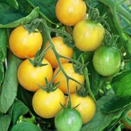 Tomate cherry Gold Nugget