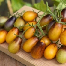 Tomate cherry Indigo Pear Drops - Img 2