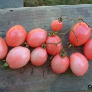 Tomate cherry Pink Thai Egg - Img 5