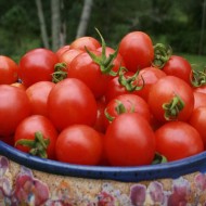 Tomate cherry Principe Borghese