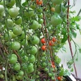 Tomate cherry Supersweet 100 F1 - Img 2