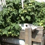 Tomate cherry Vilma - Img 2