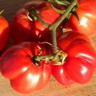 Tomate Gogosar