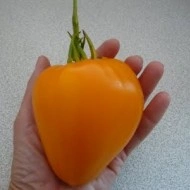 Tomate Inima de Bou Orange - Img 4