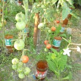 Tomate Naslada F1