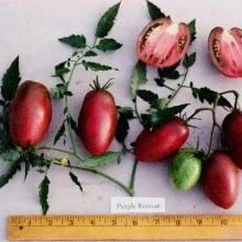 Tomate Purple Russian - Img 2