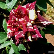 Trandafir Hocus Pocus