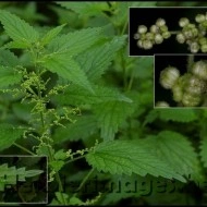 Urzica-Urtica dioica