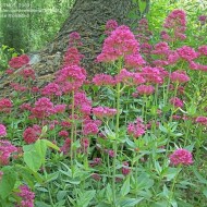 Valeriana rosie-Centranthus ruber