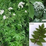 Valeriana -Valeriana officinalis