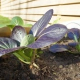 Varza chinezeasca Pak Choi Rubi F1 - Img 4
