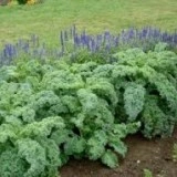 Varza Kale - Img 3