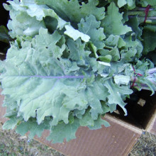 Varza Siberian Kale