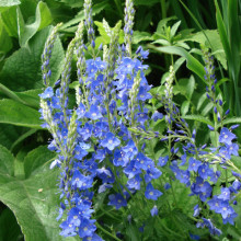 Veronica Teucrium Royal Blue