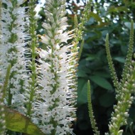 ﻿Veronicastrum virginicum