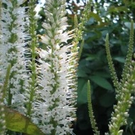 Veronicastrum virginicum - Img 4