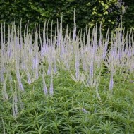 ﻿Veronicastrum virginicum