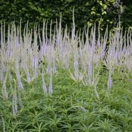 Veronicastrum virginicum - Img 8