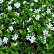 Vinca Minor Alba-Saschiul