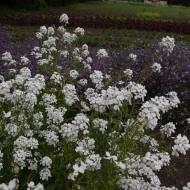 Violeta de noapte-Hesperis Matronalis Alba - Img 2