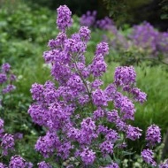 Violeta de noapte-Hesperis Matronalis - Img 4