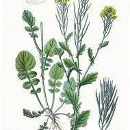 Winter Cress-Barbarea Vulgaris - Img 8